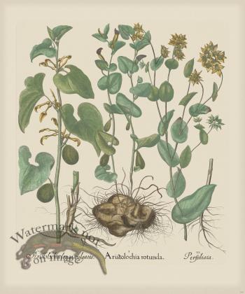 Besler 194 Colored B2